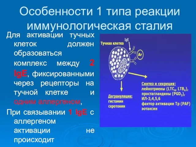 Особенности 1 типа реакции иммунологическая сталия Для активации тучных клеток должен