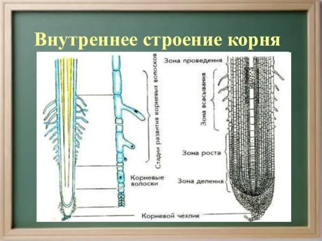 Внутреннее строение корня