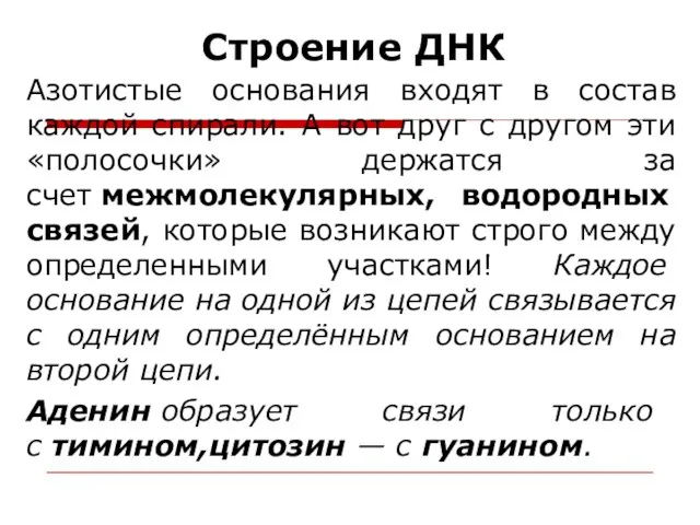 Строение ДНК Азотистые основания входят в состав каждой спирали. А вот