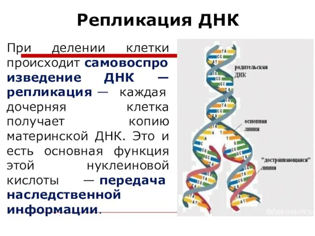 Репликация ДНК При делении клетки происходит самовоспроизведение ДНК — репликация —