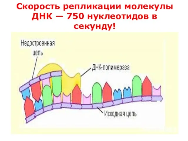 Скорость репликации молекулы ДНК — 750 нуклеотидов в секунду!