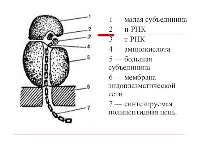 1 — малая субъединица 2 — и-РНК 3 — т-РНК 4