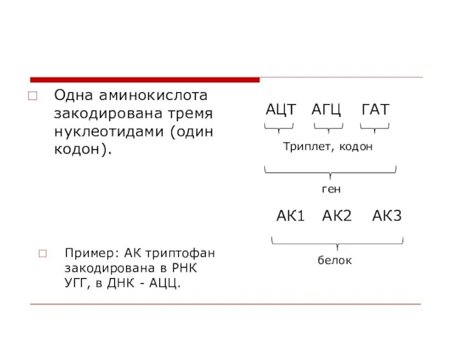 Одна аминокислота закодирована тремя нуклеотидами (один кодон). Пример: АК триптофан закодирована