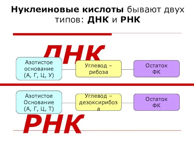 Нуклеиновые кислоты бывают двух типов: ДНК и РНК Углевод – дезоксирибоза