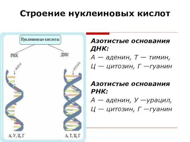 Строение нуклеиновых кислот Азотистые основания ДНК: А — аденин, Т —