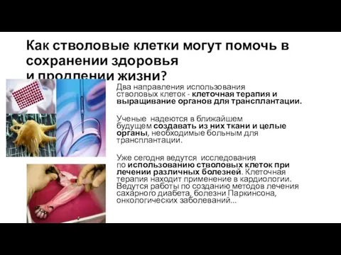 Как стволовые клетки могут помочь в сохранении здоровья и продлении жизни?