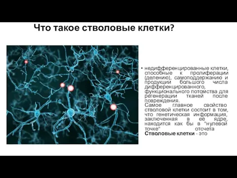 Что такое стволовые клетки? недифференцированные клетки, способные к пролиферации (делению), самоподдержанию