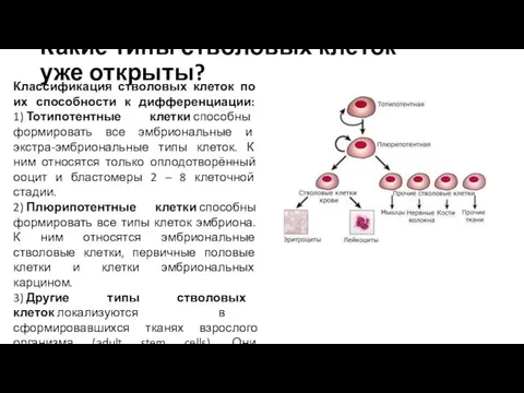 Какие типы стволовых клеток уже открыты?