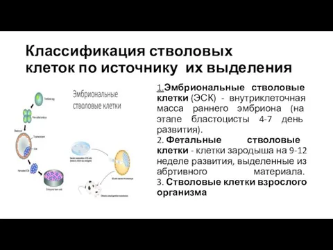 Классификация стволовых клеток по источнику их выделения 1.Эмбриональные стволовые клетки (ЭСК)