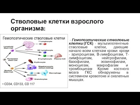 Стволовые клетки взрослого организма: - Гемопоэтические стволовые клетки (ГСК) - мультипотентные