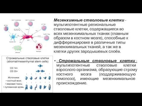 Мезенхимные стволовые клетки - мультипотентные региональные стволовые клетки, содержащиеся во всех