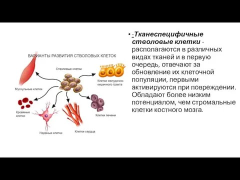 -Тканеспецифичные стволовые клетки - располагаются в различных видах тканей и в