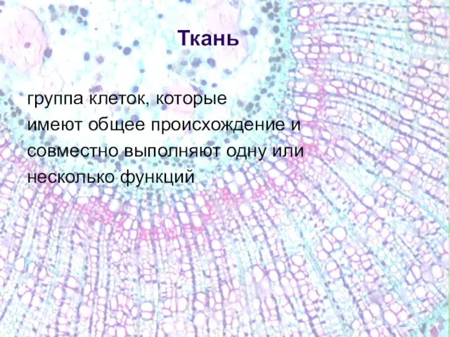 Ткань группа клеток, которые имеют общее происхождение и совместно выполняют одну или несколько функций