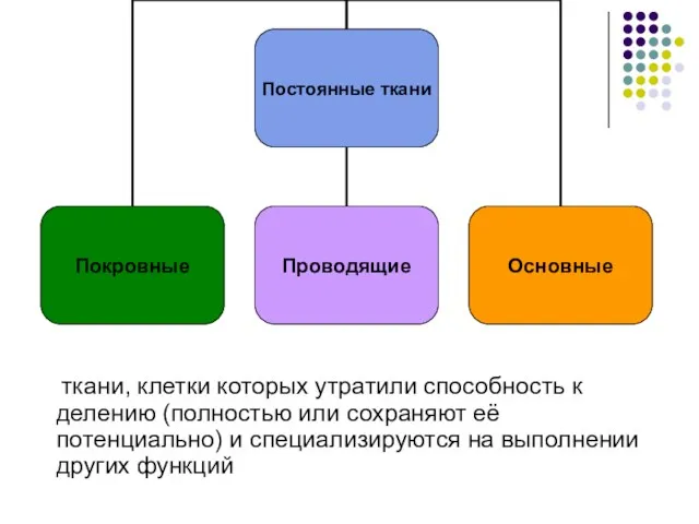 ткани, клетки которых утратили способность к делению (полностью или сохраняют её