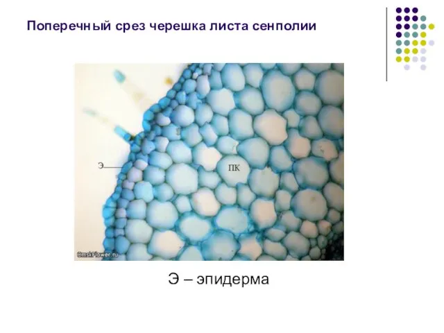 Поперечный срез черешка листа сенполии Э – эпидерма