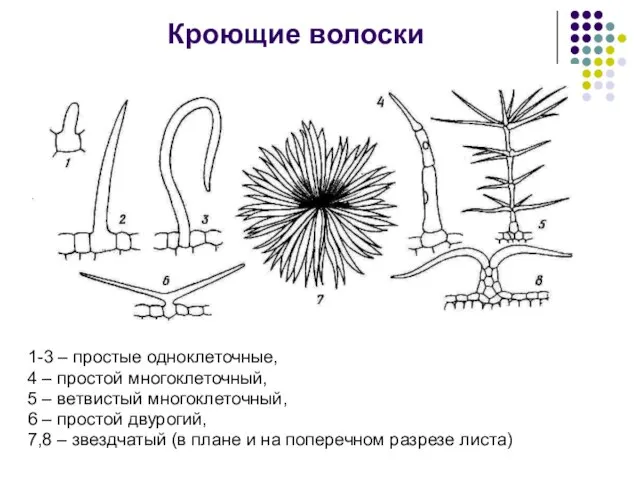 1-3 – простые одноклеточные, 4 – простой многоклеточный, 5 – ветвистый