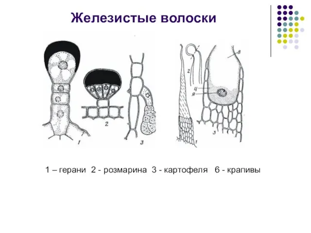 1 – герани 2 - розмарина 3 - картофеля 6 - крапивы Железистые волоски