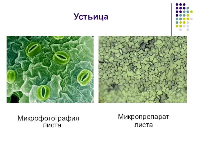 Устьица Микропрепарат листа Микрофотография листа