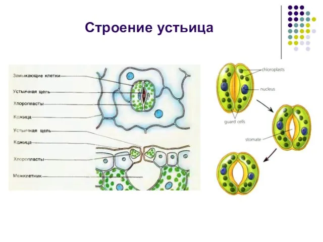 Строение устьица