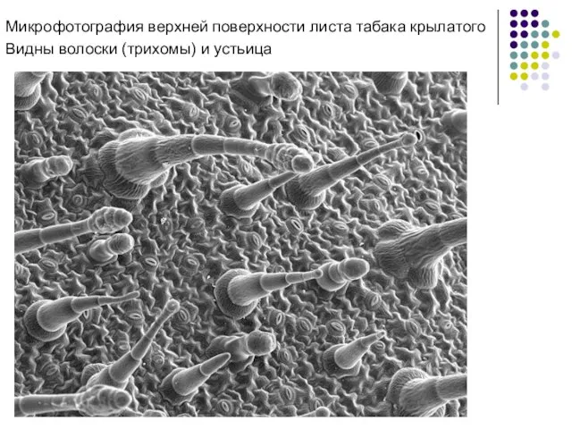 Микрофотография верхней поверхности листа табака крылатого Видны волоски (трихомы) и устьица