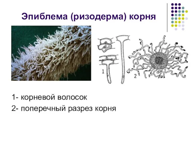 Эпиблема (ризодерма) корня 1- корневой волосок 2- поперечный разрез корня