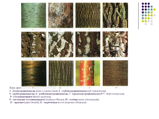 Кора древесных пород: 1 - гладкая (рябина обыкновенная), 2 - пластинчатая