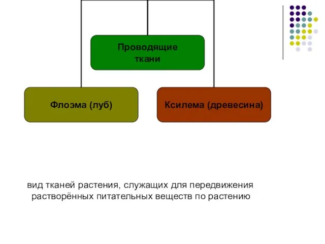 вид тканей растения, служащих для передвижения растворённых питательных веществ по растению