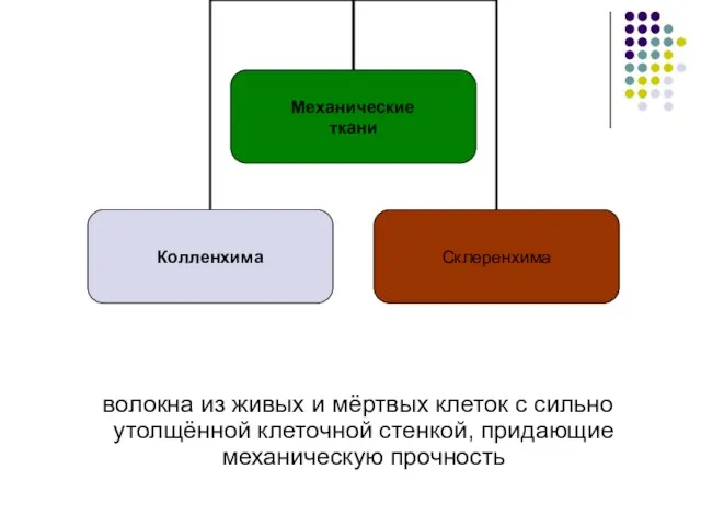 волокна из живых и мёртвых клеток с сильно утолщённой клеточной стенкой, придающие механическую прочность