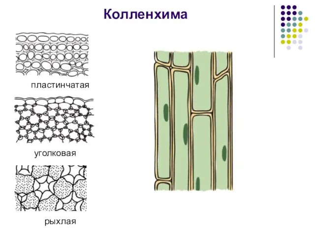 Колленхима пластинчатая уголковая рыхлая