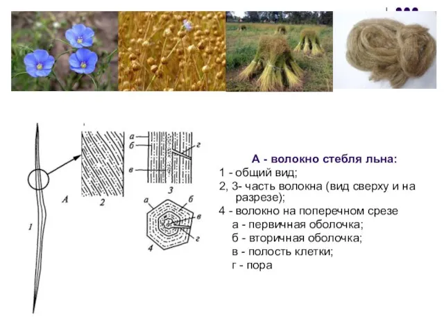 А - волокно стебля льна: 1 - общий вид; 2, 3-