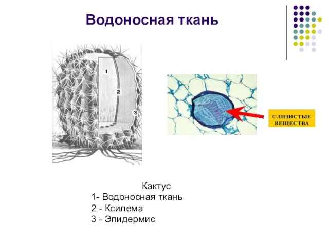 Водоносная ткань Кактус 1- Водоносная ткань 2 - Ксилема 3 - Эпидермис