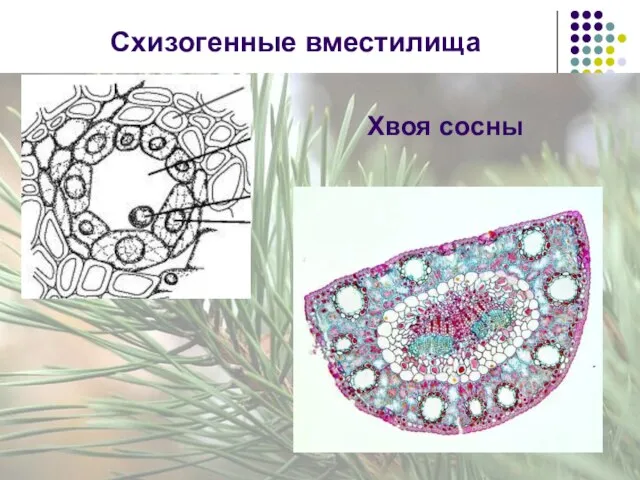 Схизогенные вместилища Хвоя сосны