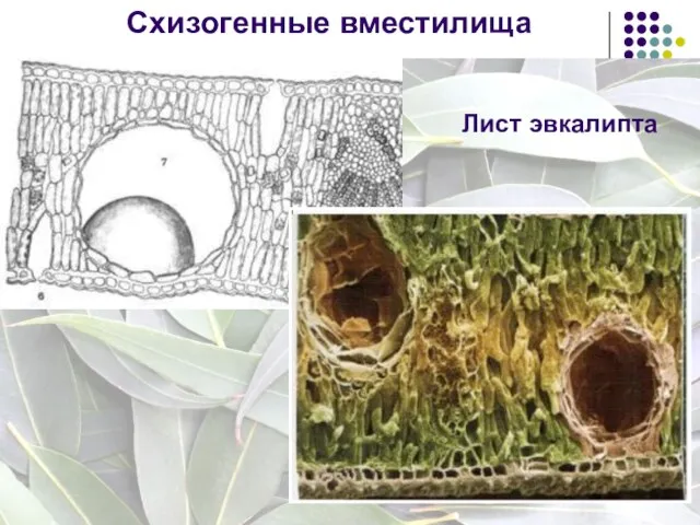 Схизогенные вместилища Лист эвкалипта