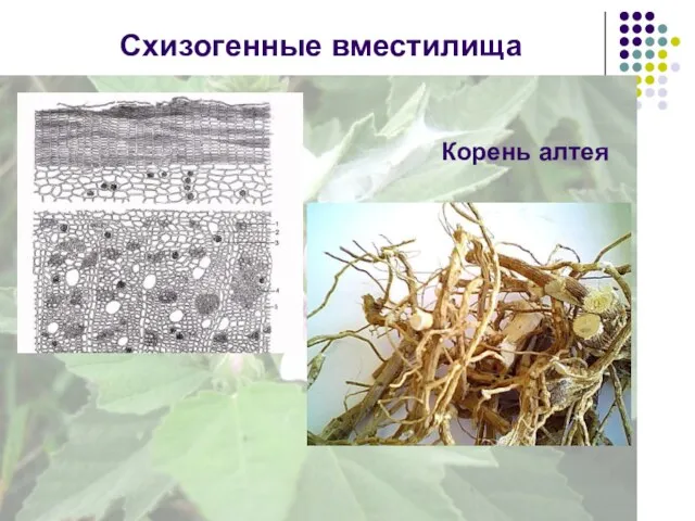 Корень алтея Схизогенные вместилища