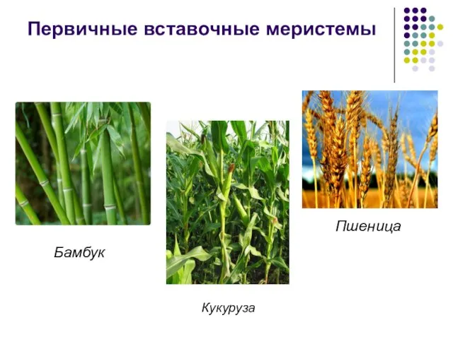 Кукуруза Бамбук Пшеница Первичные вставочные меристемы