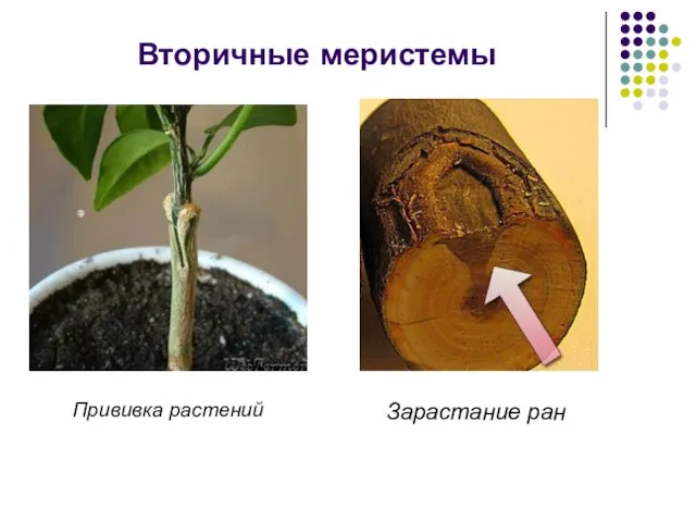 Вторичные меристемы Прививка растений Зарастание ран