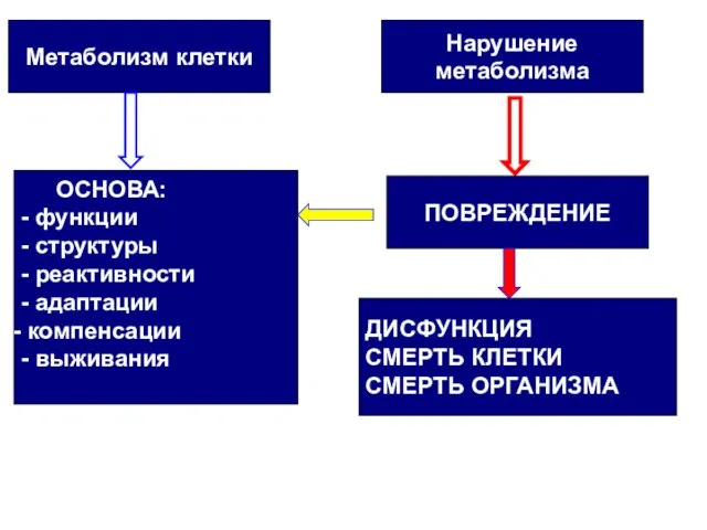 Метаболизм клетки ОСНОВА: - функции - структуры - реактивности - адаптации