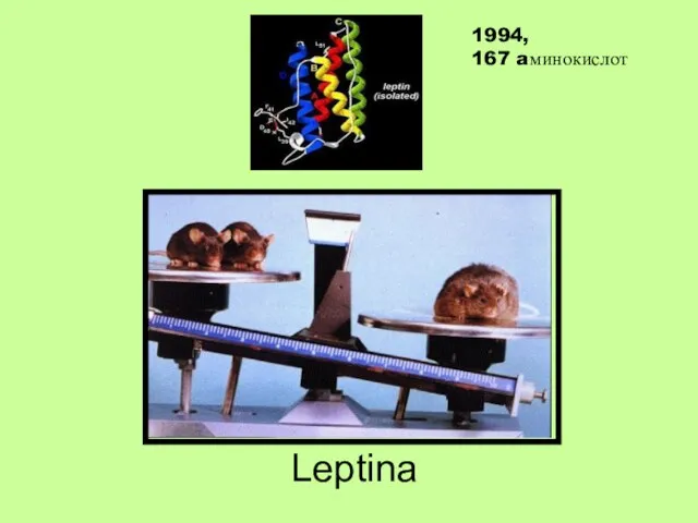 Leptina 1994, 167 aминокислот