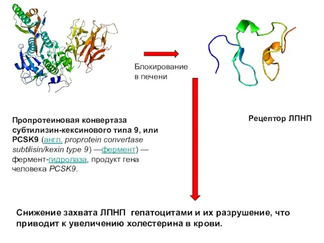 Пропротеиновая конвертаза субтилизин-кексинового типа 9, или PCSK9 (англ. proprotein convertase subtilisin/kexin