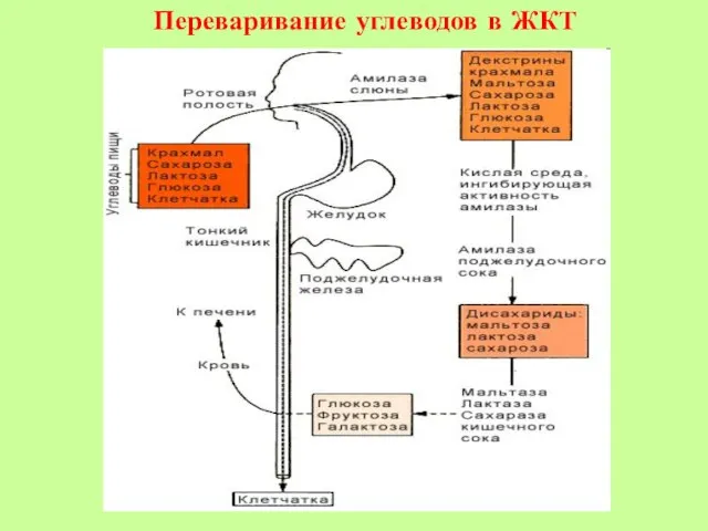 Переваривание углеводов в ЖКТ