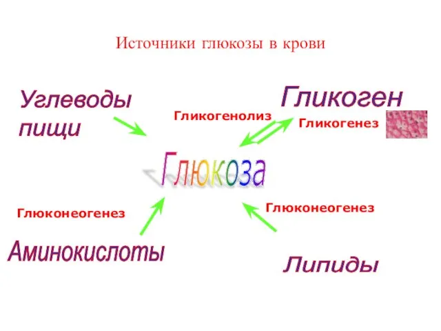 Источники глюкозы в крови Углеводы пищи Аминокислоты Липиды Гликоген Гликогенез Гликогенолиз Глюконеогенез Глюконеогенез Глюкоза