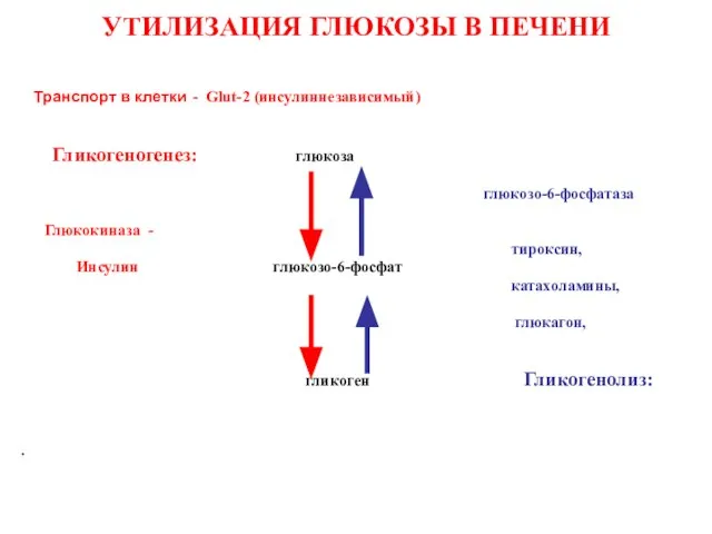 УТИЛИЗАЦИЯ ГЛЮКОЗЫ В ПЕЧЕНИ Транспорт в клетки - Glut-2 (инсулиннезависимый) Гликогеногенез: