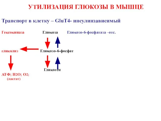 УТИЛИЗАЦИЯ ГЛЮКОЗЫ В МЫШЦЕ Транспорт в клетку – GluT4- инсулинзависимый Гeксокиназа