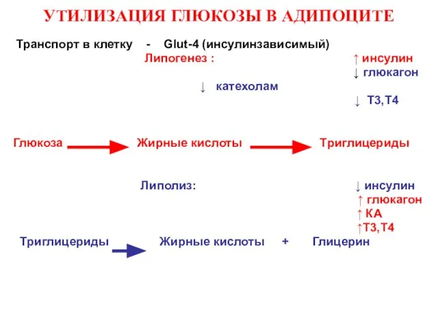 УТИЛИЗАЦИЯ ГЛЮКОЗЫ В АДИПОЦИТЕ Транспорт в клетку - Glut-4 (инсулинзависимый) Липогенез