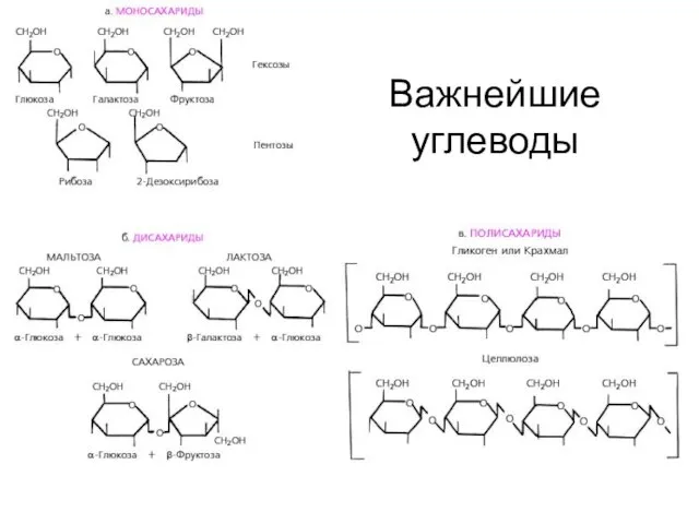 Важнейшие углеводы