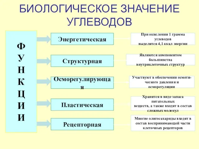 БИОЛОГИЧЕСКОЕ ЗНАЧЕНИЕ УГЛЕВОДОВ Ф У Н К Ц И И Энергетическая