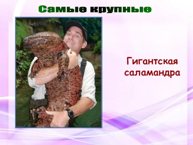 Гигантская саламандра Самые крупные