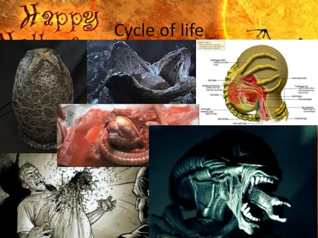 Cycle of life