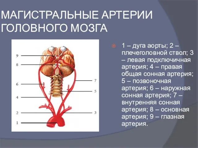 МАГИСТРАЛЬНЫЕ АРТЕРИИ ГОЛОВНОГО МОЗГА 1 – дуга аорты; 2 – плечеголовной