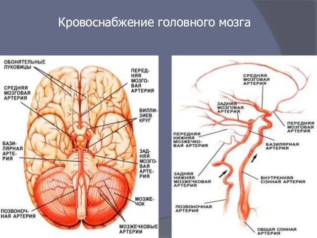 Кровоснабжение головного мозга